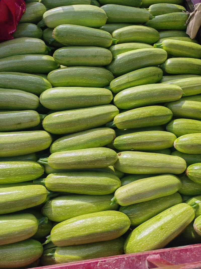【热销】河南精品西葫芦0.4斤以上大棚优质果，小瓜