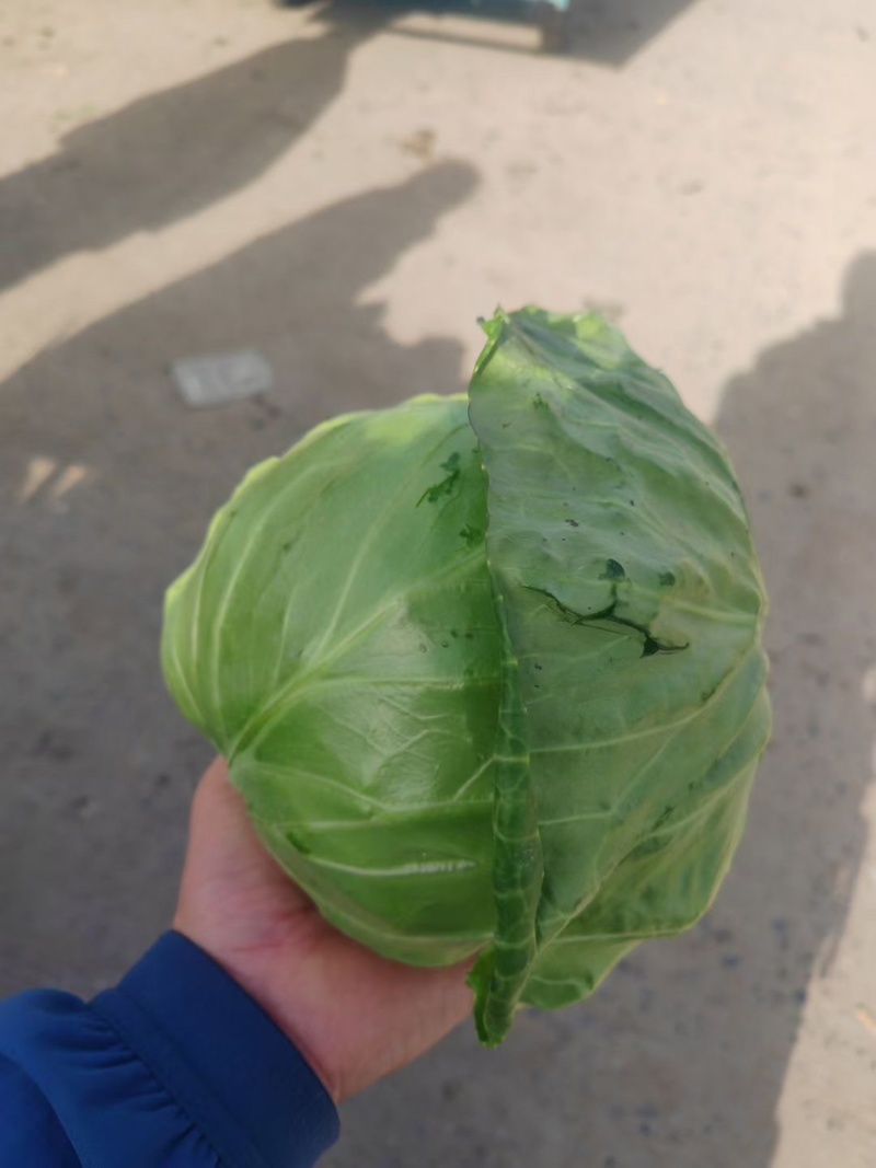 【热销】博爱县甘蓝，中甘二一精品灰子白包菜质量好