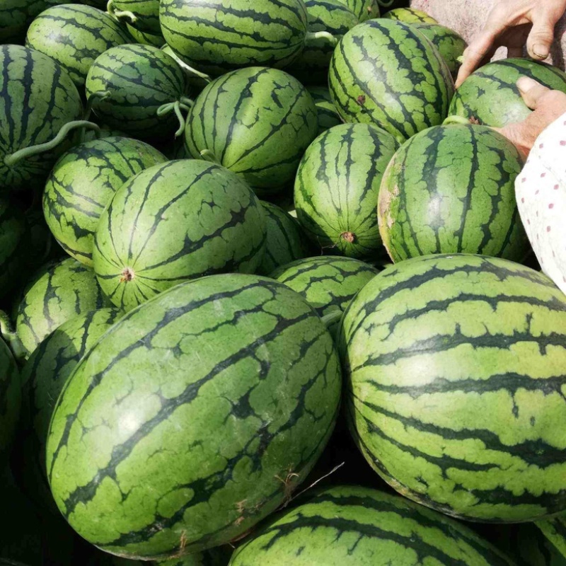 n早春红玉2K小糖丸大量上市保质保量全国代发