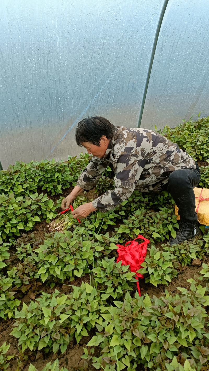 基地供应商薯19西瓜红哈密龙九烟薯25济薯等