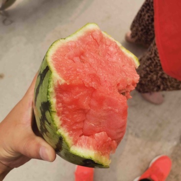 t小糖丸早春红玉2K小西瓜大量供应保质保量全国发货