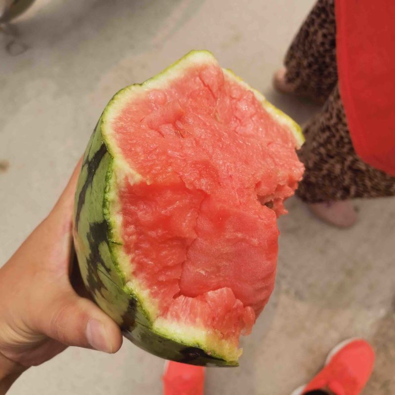t小糖丸早春红玉2K小西瓜大量供应保质保量全国发货