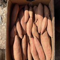 辽宁烟薯25原产地发货纯沙土地口感香甜糯皮薄如纸