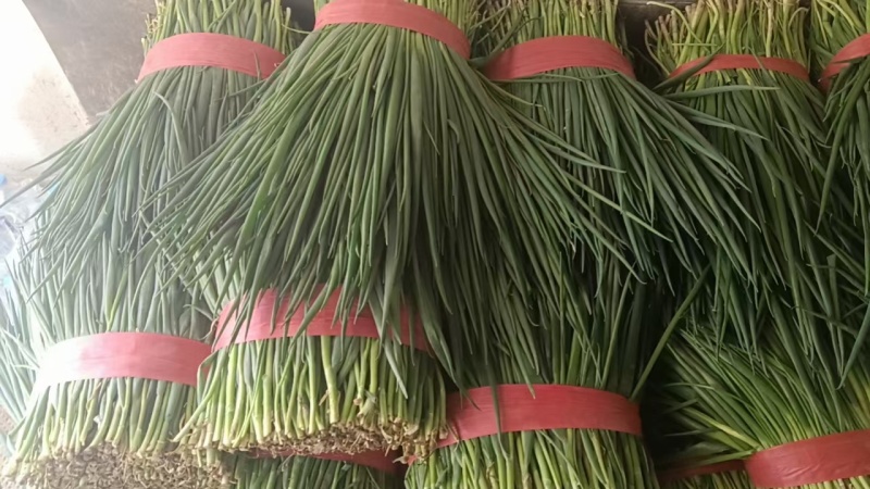 大量小葱，净葱上市