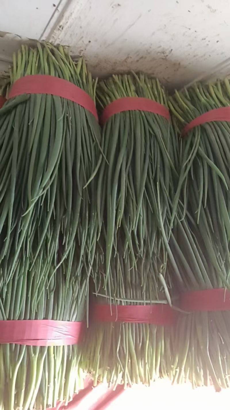 大量小葱，净葱上市