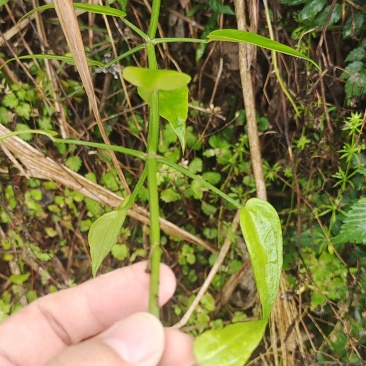 茜草根