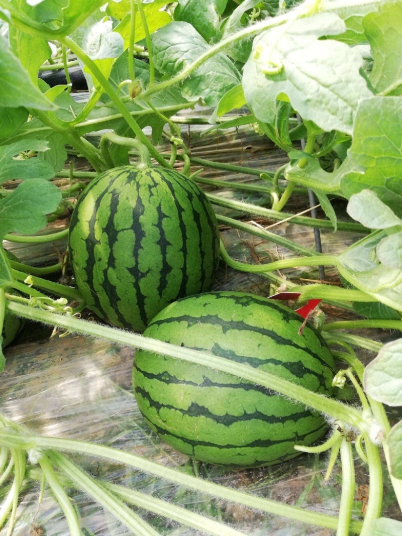 t小糖丸早春红玉2K小西瓜大量供应保质保量全国发货