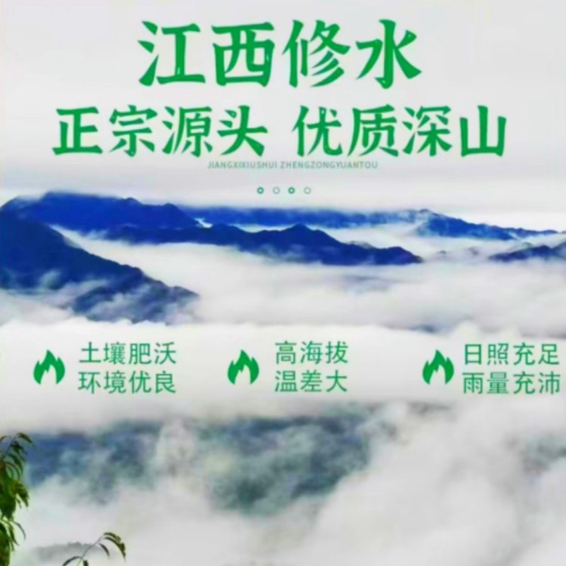 江西修水原生态野生古树青钱柳颗粒金钱柳嫩叶养生茶