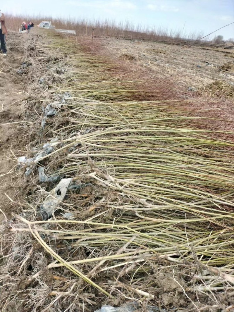 甘肃毛柳红沙柳沙柳乌柳规格齐全专业产地代办