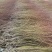 甘肃毛柳红沙柳沙柳乌柳规格齐全专业产地代办