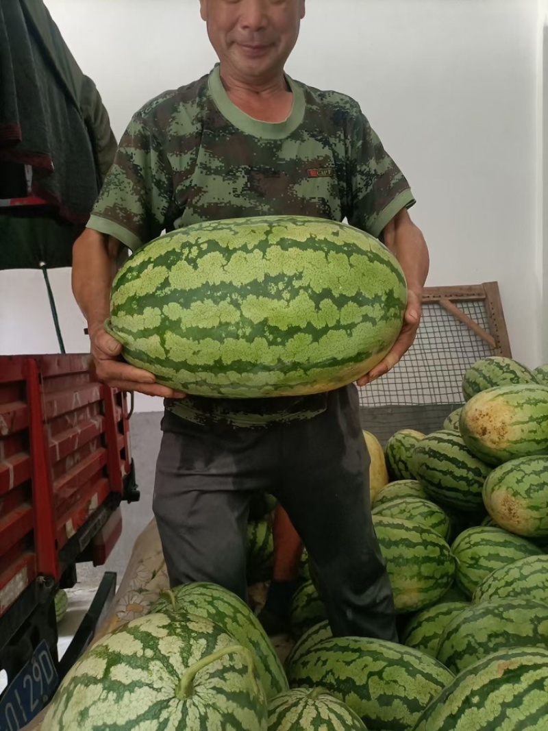 金花6号西瓜，（露天）石头瓜，（直播苗）硒砂瓜，双红金城