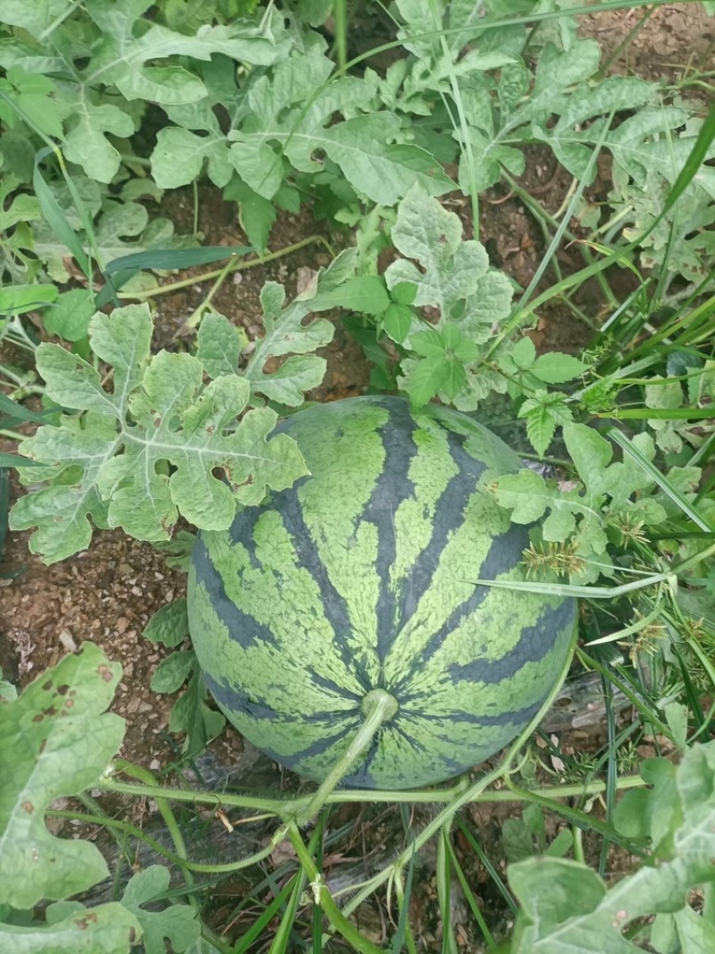甜王，美都西瓜麒麟西瓜
