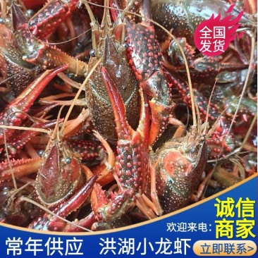 小龙虾中红炮头硬规格湖北潜江洪湖酒店专用全国包邮