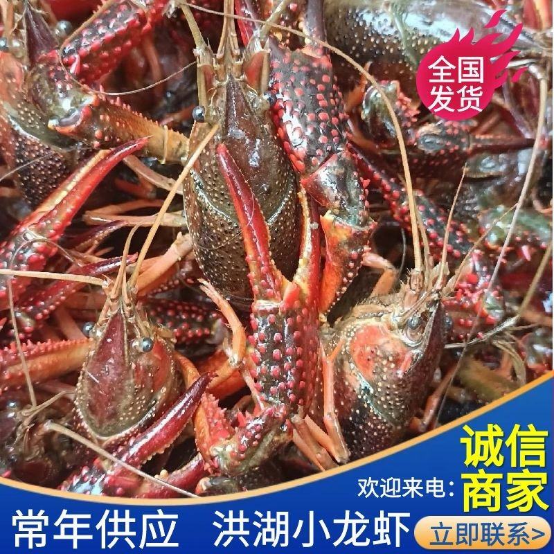 小龙虾中红炮头硬规格湖北潜江洪湖酒店专用全国包邮