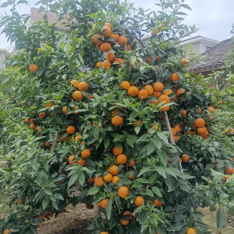沃柑