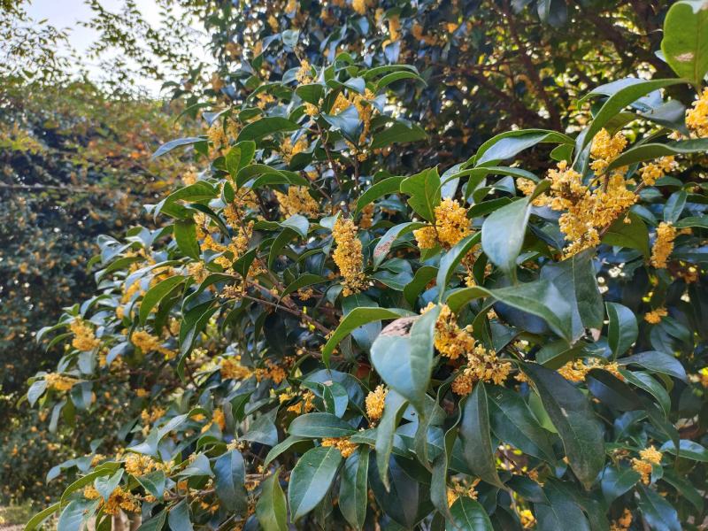 桂花丛生金桂八月桂桂花冠幅一米至五米