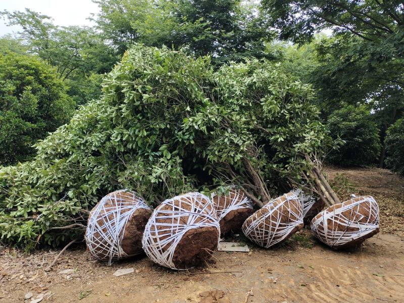 桂花丛生金桂八月桂桂花冠幅一米至五米
