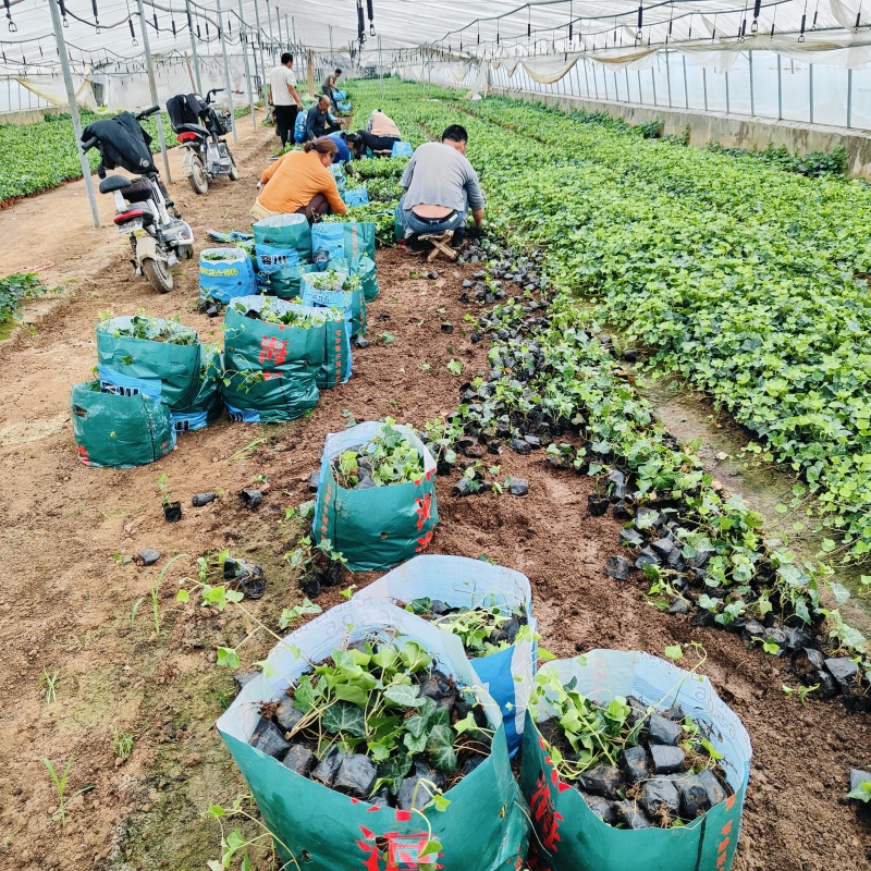 常青藤杯苗，长春藤花苗，坤盛苗木基地批发