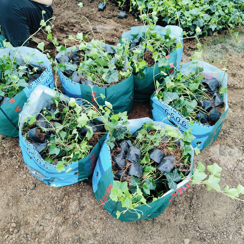 常青藤杯苗，长春藤花苗，坤盛苗木基地批发