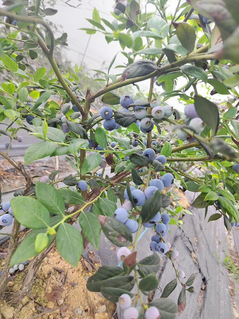 蓝莓莱卡西，奥尼尔