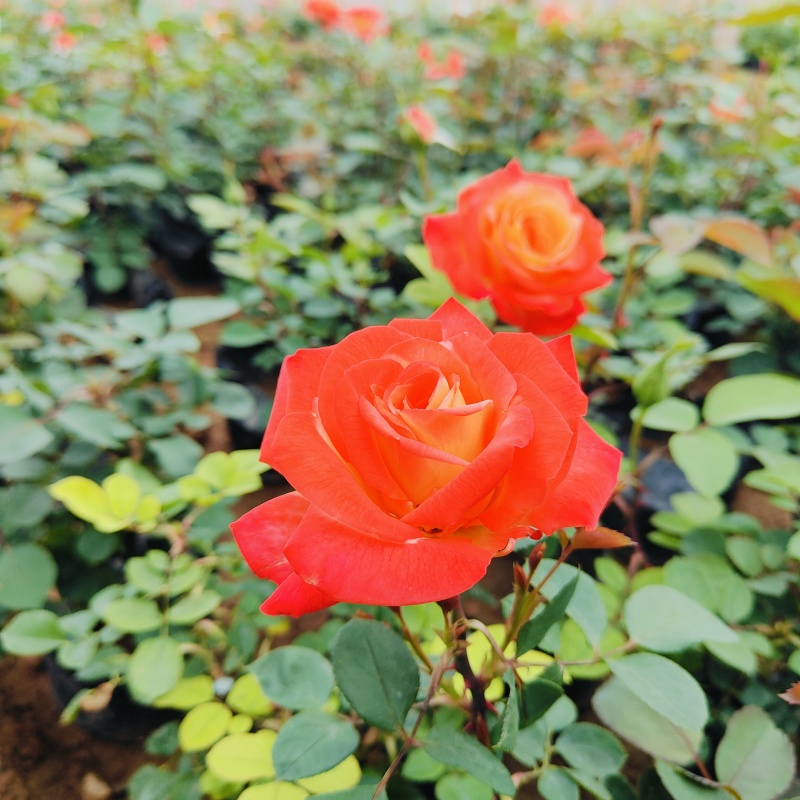 品种月季，大盆3年生大花月季，基地批发