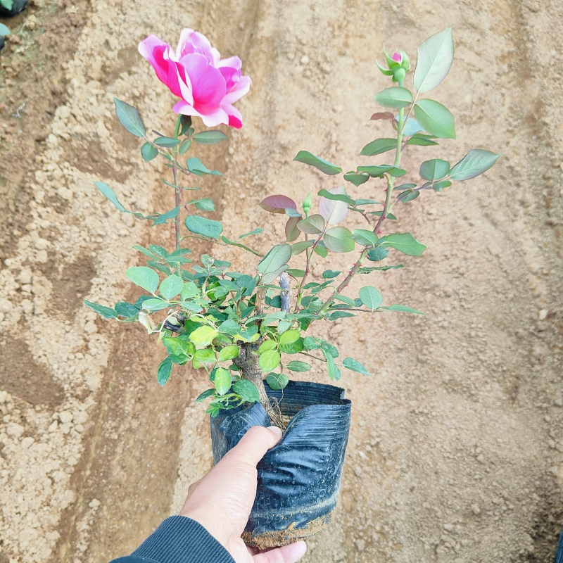 品种月季，大盆3年生大花月季，基地批发