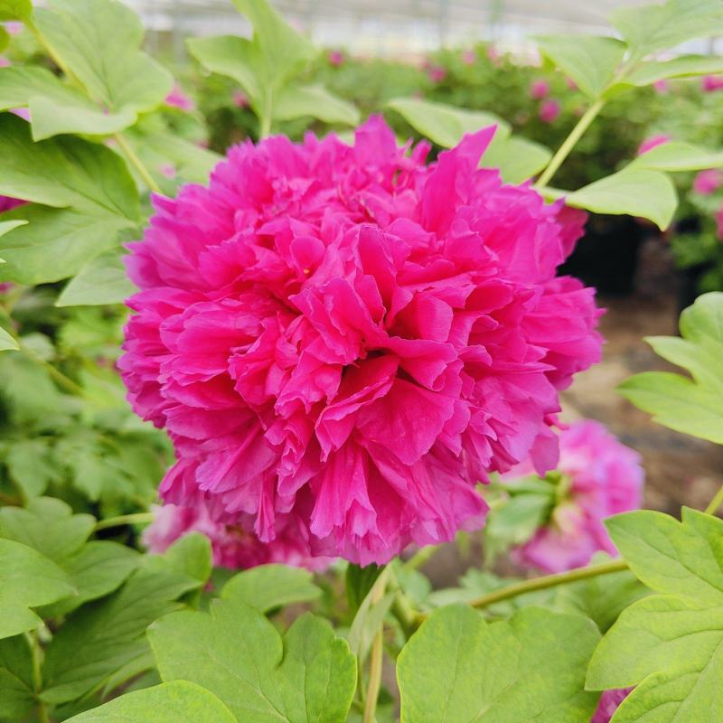 花镜植物大全，庭院绿化花卉批发，品种全，基地批发