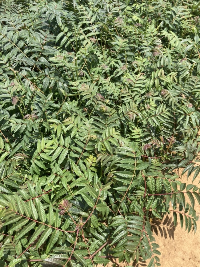 香椿小苗基地直销小袋苗云南苗圃基地棵棵精品
