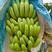 海南热带水果香蕉