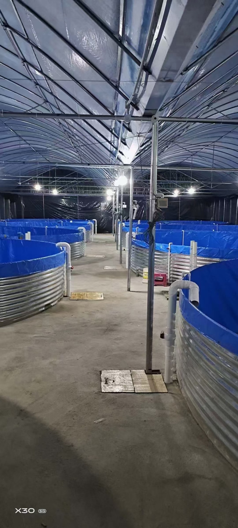 黄颡鱼苗，黄骨鱼苗，黄辣丁，免费提供养殖技术。
