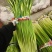 精品江苏白帽蒜苔大量上市价格实惠物美价廉可提供冷库