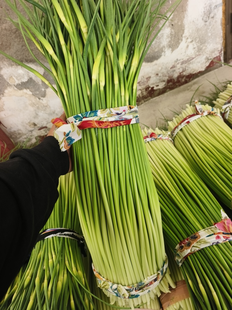 精品江苏白帽蒜苔大量上市价格实惠物美价廉可提供冷库