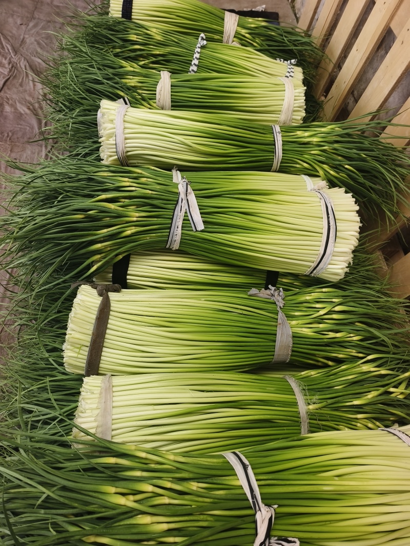精品江苏白帽蒜苔大量上市价格实惠物美价廉可提供冷库