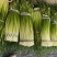 精品江苏白帽蒜苔大量上市价格实惠物美价廉可提供冷库