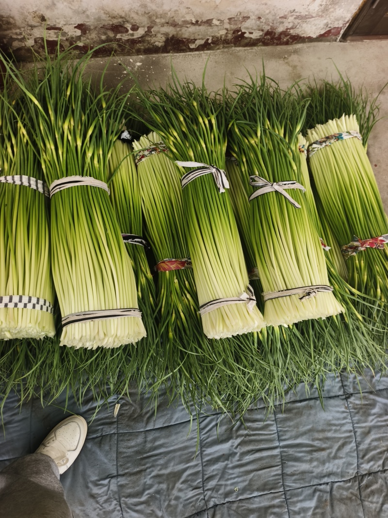 精品江苏白帽蒜苔大量上市价格实惠物美价廉可提供冷库