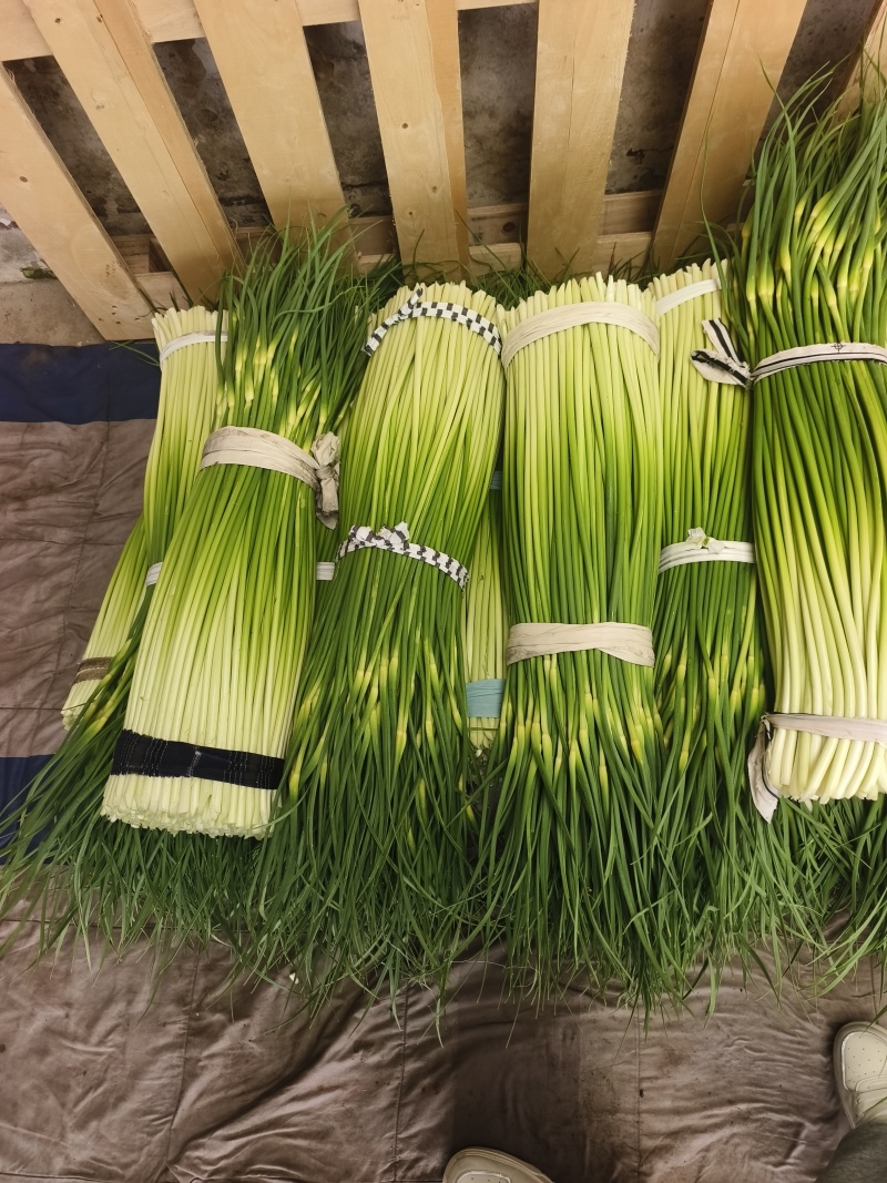 精品江苏白帽蒜苔大量上市价格实惠物美价廉可提供冷库