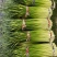 精品江苏白帽蒜苔大量上市价格实惠物美价廉可提供冷库