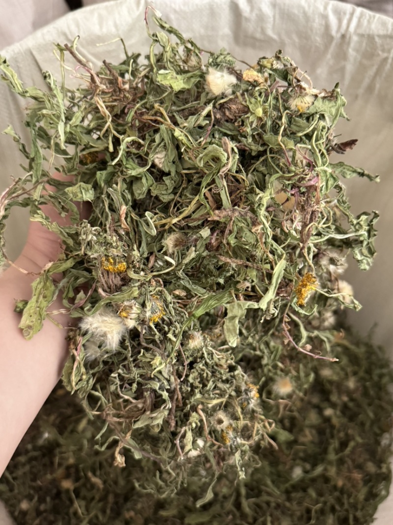 公英高含量