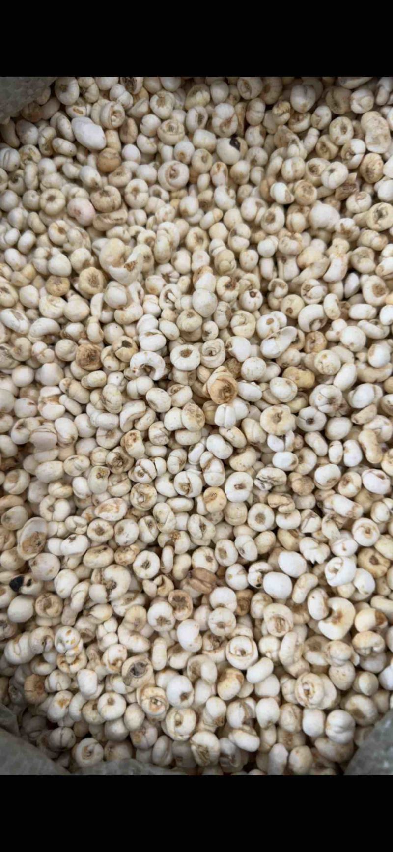 贝母，无硫，0.8山东弘舜中药材批发零售，欢迎下单……