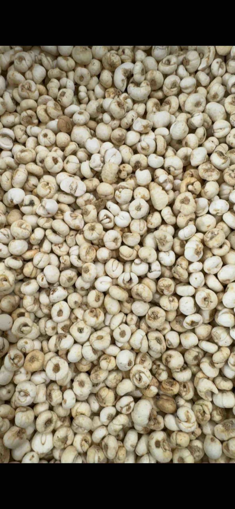 贝母，无硫，0.8山东弘舜中药材批发零售，欢迎下单……