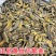 黄丝郁金正品金丝郁金新货无硫四川道地郁金犍为黄郁金