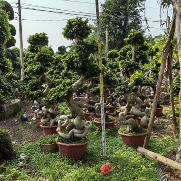 怪根造型榕树盆景,高度2.8米,冠幅2米,盆景85公分