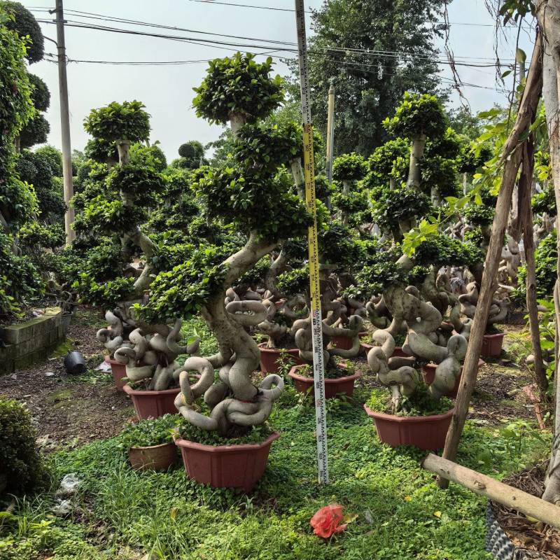怪根造型榕树盆景，高度2.8米，冠幅2米，盆景85公分