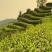 安吉白茶黄金芽奶白茶250g包邮浙江安吉