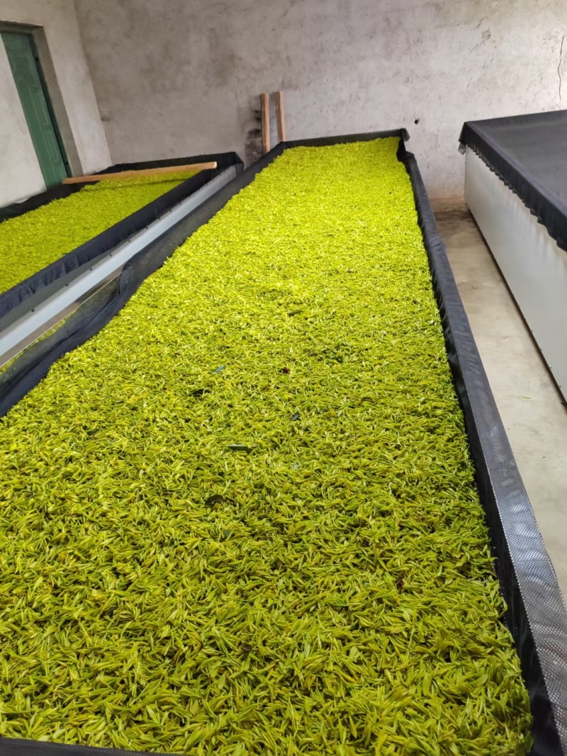 安吉白茶黄金芽奶白茶250g包邮浙江安吉