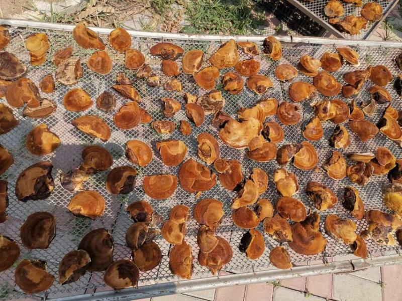 原产地纯桑枝桑黄，桑黄成品干货质量保证量大从优欢迎来电