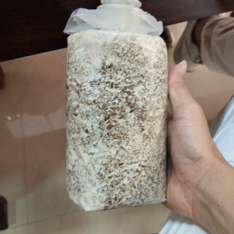 红托竹荪