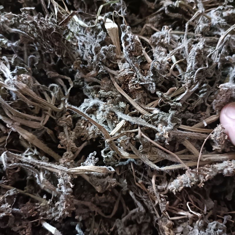 白毛夏枯草金疮小草雪里青白头翁草