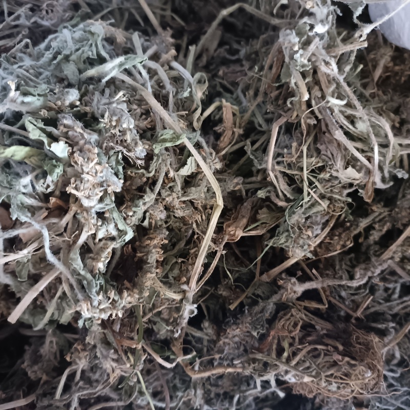 白毛夏枯草金疮小草雪里青白头翁草