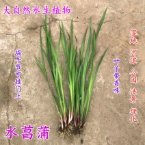 水菖蒲苗100颗起发